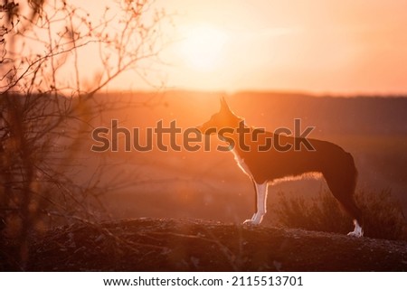 Sunset photo of Border Collie