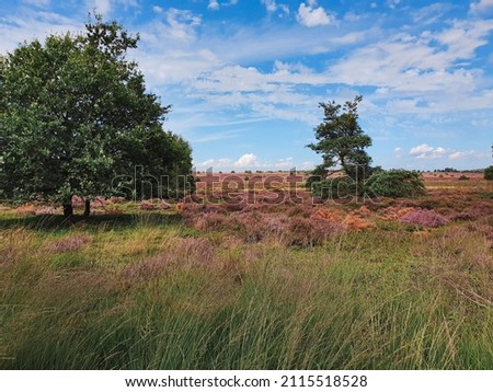 Blooming purple heather in the National Park the Sallandse Heuvelrug, Overijssel, the Netherlands Royalty-Free Stock Photo #2115518528