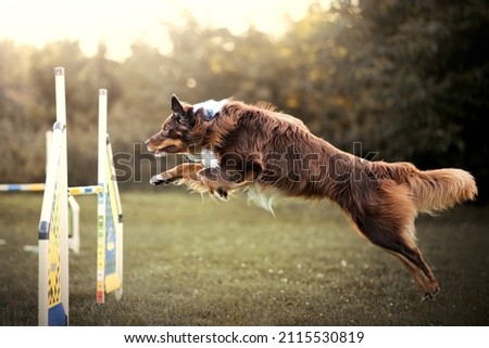 Australian Shepherd is doing agility Royalty-Free Stock Photo #2115530819
