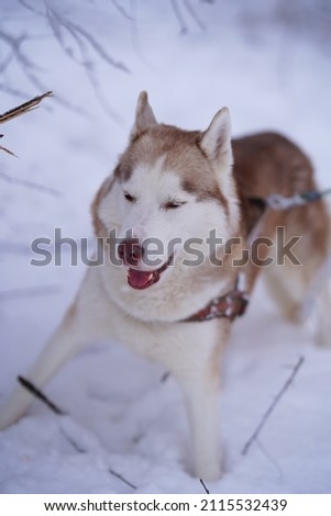 husky dog in the snowy forest and in the snow