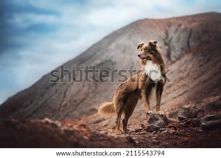 Australian Shepherd and landscape photo