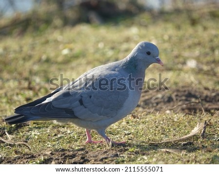 stock dove (Columba oenas) searching for food in parkland