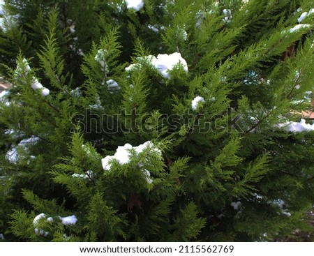 photo of snow on green pine tree branches in the light of the afternoon in the white snow cover