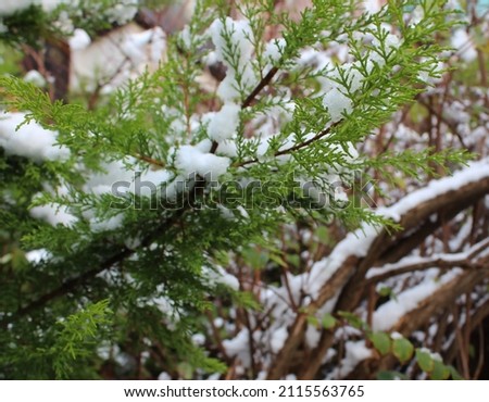 photo of snow on green pine tree branches in the light of the afternoon, where the blue color of the sky is reflected in the white snow cover