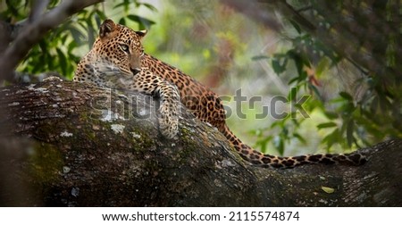 Sri Lankan leopard, Panthera pardus kotiya, laying on a tree,  surrounded by dense vegetation.  Yala national park, Sri Lanka.  Royalty-Free Stock Photo #2115574874