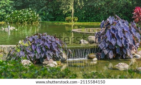 Water pond with waterfall and a great variety of vegetation and colors.