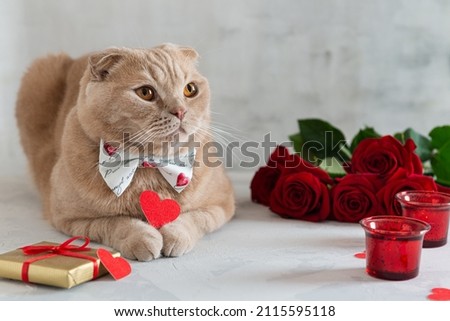 Happy valentine's day. Cute cat holding a little heart in his paws sitting near red roses bouquet and presents. Copy space for text. Invitation, greeting card design, web line, 14 february banner.