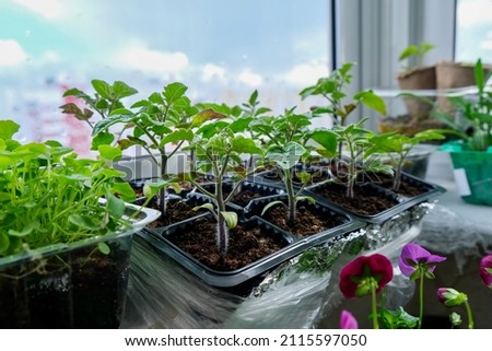 Seedlings on the balcony. Gardening. Shoots and plants, growing,windowsill. Selective focus 