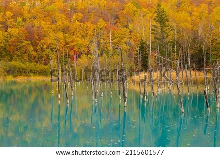 Hokkaido Biei Blue Pond Autumn Leaves