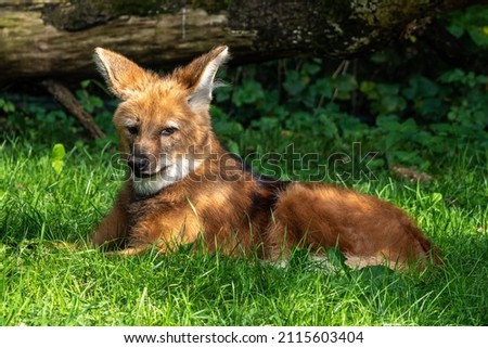 The Maned Wolf, Chrysocyon brachyurus is the largest canid of South America. This mammal lives in open and semi-open habitats, especially grasslands with scattered bushes and trees. Royalty-Free Stock Photo #2115603404