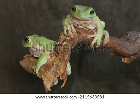 Two dumpy tree frogs resting on a bush. This green amphibian has the scientific name Litoria caerulea. 