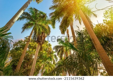 Palm trees and bright sun in Botanical Garden of Aswan, Egypt Royalty-Free Stock Photo #2115639362