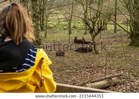 Kangaroo sleeping on a ground and Young slim teenager girl in yellow jacket in a zoo. Learning nature concept. Day out in a open farm park