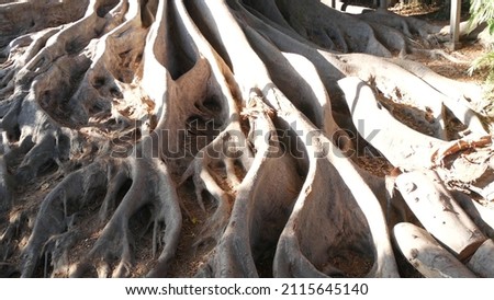 Twisted gnarled roots of big huge old tree in forest, jungle or rainforest. Giant trunk of magnolia, large fairy tree like fig, tropical old-growth woodland. California nature, biodiversity of life. Royalty-Free Stock Photo #2115645140