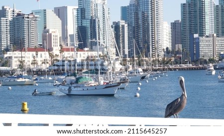 Yachts in marina and downtown city skyline, San Diego cityscape, California coast, USA. Highrise skyscrapers by bay, waterfront harborside promenade. Urban architecture by harbor. Pelican bird.