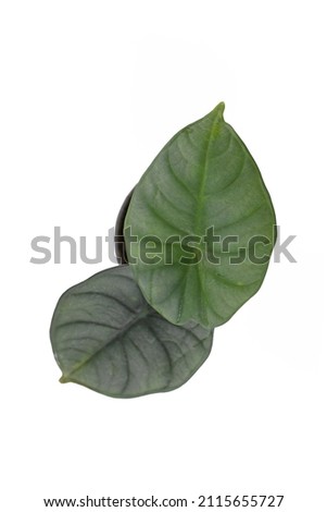 Top view of small exotic 'Alocasia Nebula' houseplant with pale green leaves in flower pot on white background
