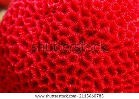 Close up red coral color. Cape coral florida. Coral reefs.