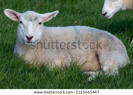 A closeup of a cute goat lying on the grass