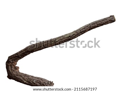 Dry branch with cracked bark isolated on white background =