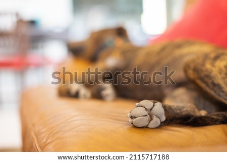 The hind leg of the dog. Dog paw with nails. Selective focus. Royalty-Free Stock Photo #2115717188