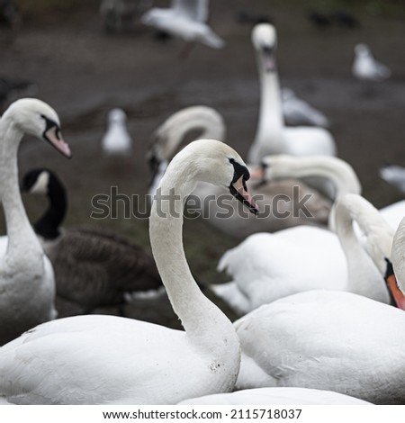 A closeup shot of beautiful swans in their habitat