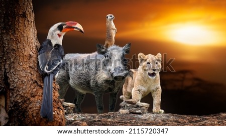 Close African animals lion, hornbill, meerkat, warthog on savanna sunset background