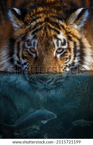 Portrait tiger half in the water. Underwater world with fish and bubbles. Surreal concept art