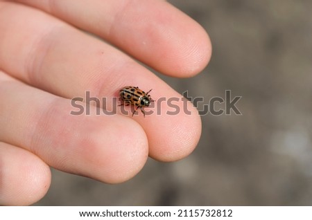 man examines a beetle on his hand, bedbug soldier 