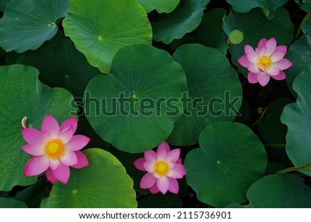 A top view of the blossom of beautiful pink lotus flowers and leaves in the pond Royalty-Free Stock Photo #2115736901