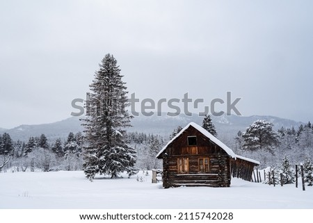An old forester's house. Winter forest landscapes. A large tree near by. In the background of the mountain. The only house in the middle of a field. High quality photo Royalty-Free Stock Photo #2115742028