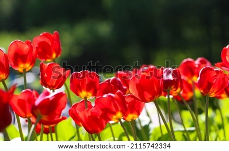 beautiful red tulip flowers with selective focus in backlight. Spring landscape large format  with copy space for text
