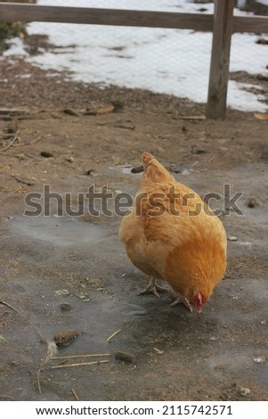 Cute brown chicken walking around the free range animal enclosure.