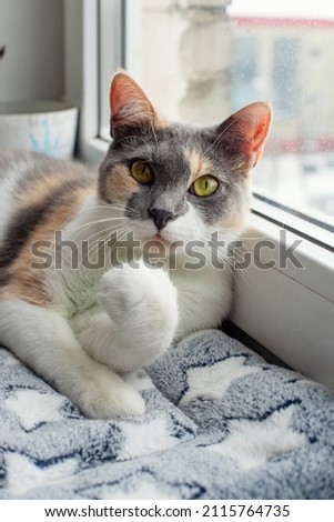 A tricolor cat is lying on the windowsill by the window, clutching its paw like a fist. Light colors.