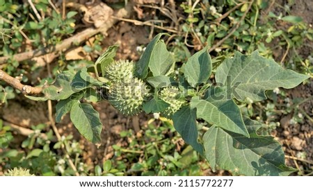 Fruits of Datura stramonium also known as moon flower or thorn apple. Called in India as dhatura Royalty-Free Stock Photo #2115772277