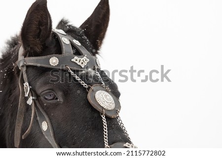 Large portrait of a beautiful black horse in the Baroque headband of the bridle on the head of a stallion. Copyspace