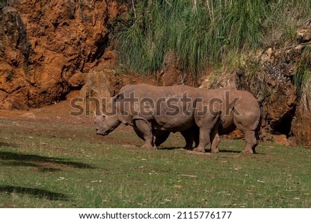 Rhinoceros - Rhinocerotidae. They are a family of placental mammals. Royalty-Free Stock Photo #2115776177