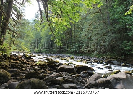 Old Salmon River in Oregon Tranquil Nature Scene