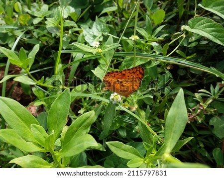 Orange leopard butterfly with Sri Lankan Nature Background