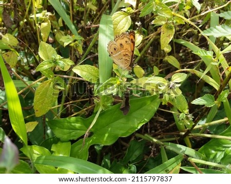 Orange leopard butterfly with Sri Lankan Nature Background