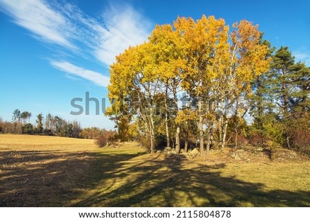 forest grove of Populus tremula,  called as common aspen, Eurasian aspen, European aspen, or quaking aspen, autumnal landscape view Royalty-Free Stock Photo #2115804878