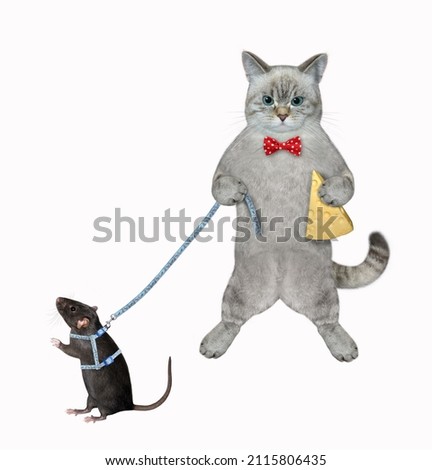 An ashen cat with a slice of cheese holds its black rat on a leash. White background. Isolated.