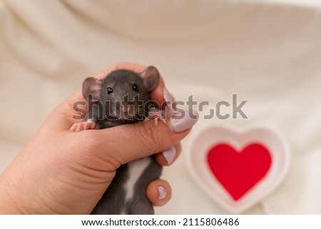 A small black rat with white spots on its belly in a female hand with a manicure. On a light background. Valentine's day concept, cute picture.