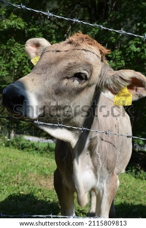 Cows in Johnsbach at the Gesäuse in Steiermark, Austria
