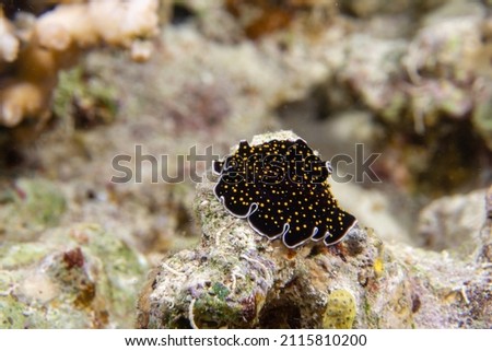 Black with yellow speckled nudibranch coral reef. The Red Sea.