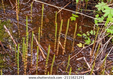 scouring rush or horsetail or Equisetum