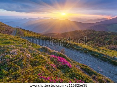 Rhododendron flowers covered mountains meadow in summer time. Orange sunrise light glowing on a foreground. Landscape photography