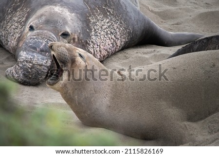 A closeup shot of a seal with its mouth open and another seal on the sand