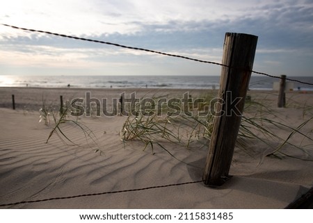 Gras in the dunes of Callantsoog, Netherlands with the beach of the North Sea in the background