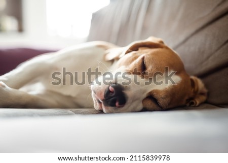 Dog day dreaming. Close-up view of beagle dog sweet sleeping at home on the sofa Royalty-Free Stock Photo #2115839978