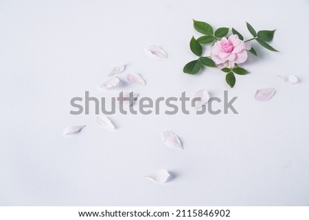 Mini pink roses on white background. Copy space. Top view. Image for blog